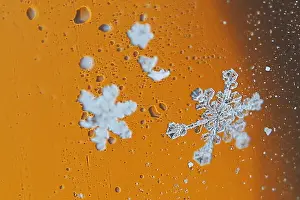 Weather Prints: Snowflakes collect on a car window during a winter nor easter snow storm in Waltham