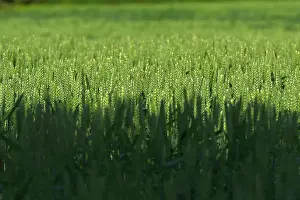Part of the Sowray familys 600 acre wheat crop is pictured at their farm in Humberton