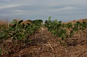 Argentina Prints: Soy plants are seen in a drought-affected farm near Chivilcoy