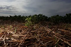 Argentina Prints: Soy plants are seen in a drought-affected farm near Chivilcoy