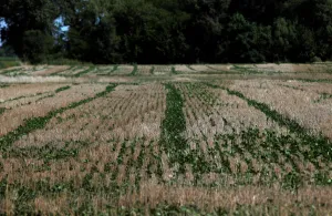 Argentina Prints: Soybean plants are seen on a drought-affected farm near Chivilcoy