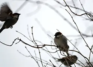 Weather Prints: Sparrows are pictured during snowfall in the grounds of the Charlottenburg Palace in