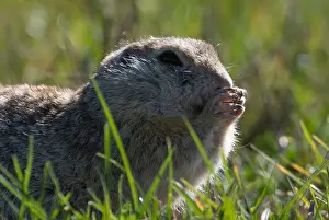Speckled ground squirrel feeds in a field near the village of Yushevichi