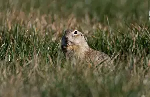 Belarus Prints: Speckled ground squirrel feeds in a field near the village of Yushevichi