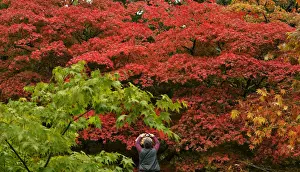 Spectacular autumn colours appear at Westonbirt Arboretum in south west England
