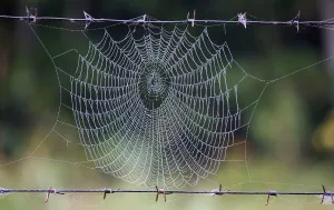 Belarus Prints: A spider web is seen in a forest near the village of Babchin