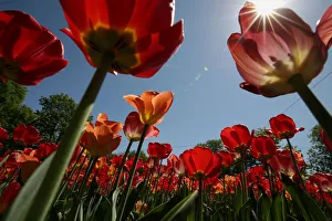 Austria Prints: Spring in Vienna
