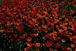 Austria Prints: Spring in Vienna
