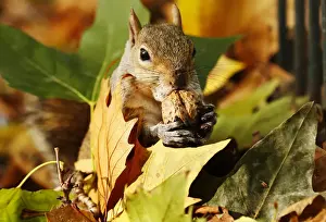 A squirrel eats a nut among a pile of autumn leaves at St Jamess Park in London