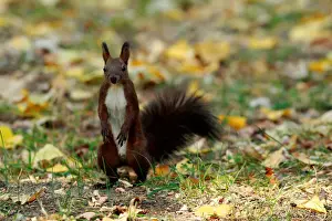 North Macedonia Prints: A squirrel plays at a city park during an unusually warm October day in Skopje