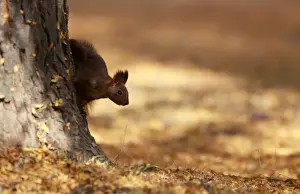 North Macedonia Prints: A squirrel plays at a city park during an unusually warm October day in Skopje