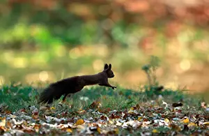 North Macedonia Prints: A squirrel plays at a city park during an unusually warm October day in Skopje