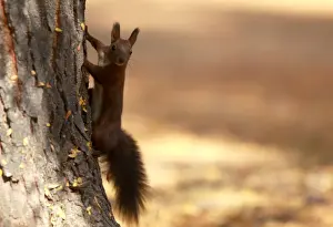 A squirrel plays at a city park during an unusually warm October day in Skopje