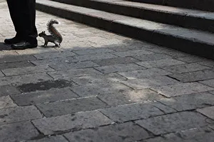 Mexico Prints: A squirrel smells the feet of a man in Mexico City