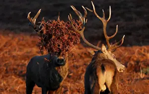 Two stag deer pause during a rutt at Bradgate Park in Newtown Linford