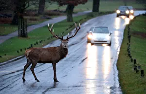 A stag deer stands in the road in Richmond Park, in west London A stag deer stands in the road in Richmond Park, in west London