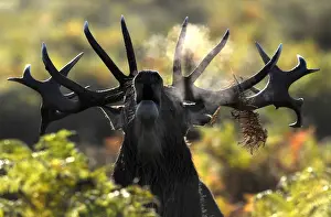 Prints of A stag deer walks early in the morning during the rutting season in Richmond Park in London, Britain, October 6, 2017. REUTERS/Toby Melville TPX IMAGES OF THE DAY Britain Prints: A stag deer walks early in the morning during the rutting season in Richmond Park in