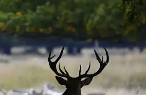 Prints of A stag takes shade under a tree during autumn in Richmond Park, London, Britain October 14, 2016. REUTERS/Dylan Martinez TPX IMAGES OF THE DAY Britain Prints: A stag takes shade under a tree during autumn in Richmond Park, London