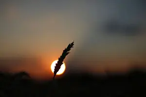 Abstract Prints: A stalk of soft red winter wheat is seen against the setting sun in Dixon, Illinois