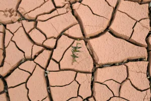 Prints of A stalk of wild grass grows off soil from an old site of a rare earth metals mine on the outskirts of Longnan county, in Jiangxi Province October 27, 2010 China Prints: A stalk of wild grass grows off soil from an old site of a rare earth metals mine on