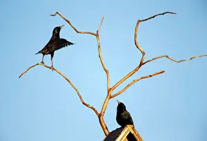 Belarus Prints: Starlings are seen at their nesting box in a private garden in the town of Bobruisk