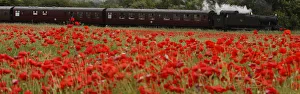 A steam train passes a poppy field on the outskirts of Loughborough