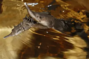 Sterlet, a breed of sturgeon, swim in a tank at the Beloyarsky state fish hatchery in