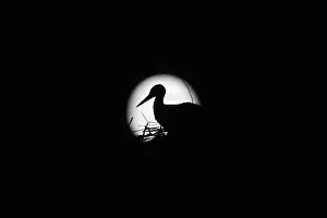 Shadow Prints: A stork is silhouetted against the Supermoon in its nest in downtown Arriate