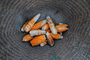 Stunted corn are pictured inside a rattan basket in a cornfield at Nuodong village