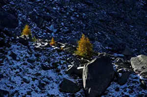 Weather Prints: The sun lights larch trees in the Mont-Blanc massif on a sunny autumn day in Chamonix