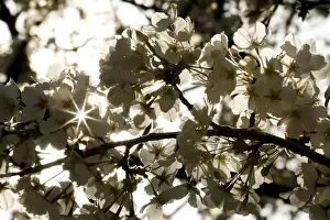 Sun rays shine through a branch with cherry blossoms in the East Garden of the Imperial