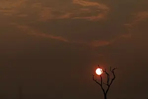 The sun sets behind a burned tree amid smoke as a tract of Amazon jungle burns as it is