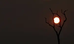 Environment Prints: The sun sets behind a burned tree amid smoke as a tract of Amazon jungle burns as it is