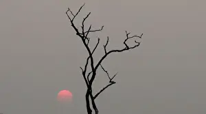 Environment Prints: The sun sets behind a burned tree amid smoke as a tract of Amazon jungle burns as it is