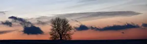Czech Prints: The sun sets behind a lone tree in a field near the eastern Bohemian village of Rovne