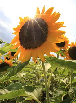 The sun shines over a sunflower at an annual sunflower festival in Tokyo