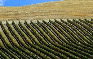 The sun shines on a vineyard in the Val d Orcia close to the Tuscan town of Montalcino