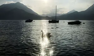 The sun sparkles on Lake Como in the evening as a swan swims past in Varenna