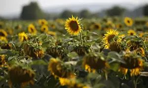 Sunflowers damaged by drought are seen on a field near the village of Matzendorf