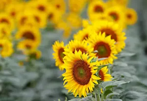 Agriculture Prints: Sunflowers are pictured in a field near Frauenkirchen in Austria