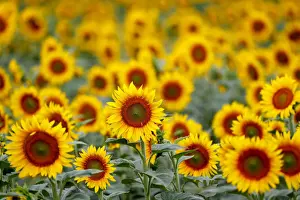 Agriculture Prints: Sunflowers are pictured in a field near Frauenkirchen in Austria