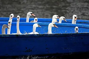 Animal Prints: Swans are seen in a boat after they were caught at Hamburgs inner city lake Alster by