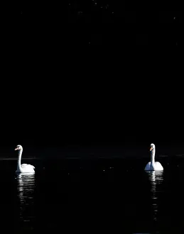 Dailylife Prints: Swans are seen in morning sunlight on the Serpentine Lake in London, Britain