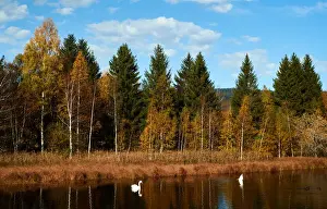 Swans are seen during a sunny autumn day in the Valley de Joux near Le Chenit