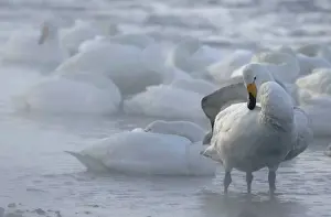 Swans are seen on waters of Akan National Parks Lake Kussharo in Teshikaga town