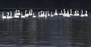 Images Dated 10th April 2018: Swans swim on the city lake Alster after they were released from winter quarters in