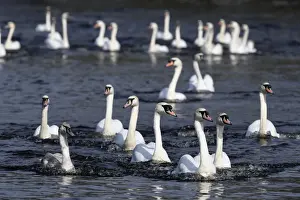 Images Dated 10th April 2018: Swans swim on the city lake Alster after they were released from winter quarters in