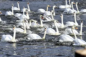 Images Dated 10th April 2018: Swans swim on the city lake Alster after they were released from winter quarters in