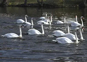 Images Dated 10th April 2018: Swans swim on the city lake Alster after they were released from winter quarters in