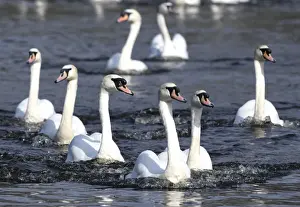 Images Dated 10th April 2018: Swans swim on the city lake Alster after they were released from winter quarters in